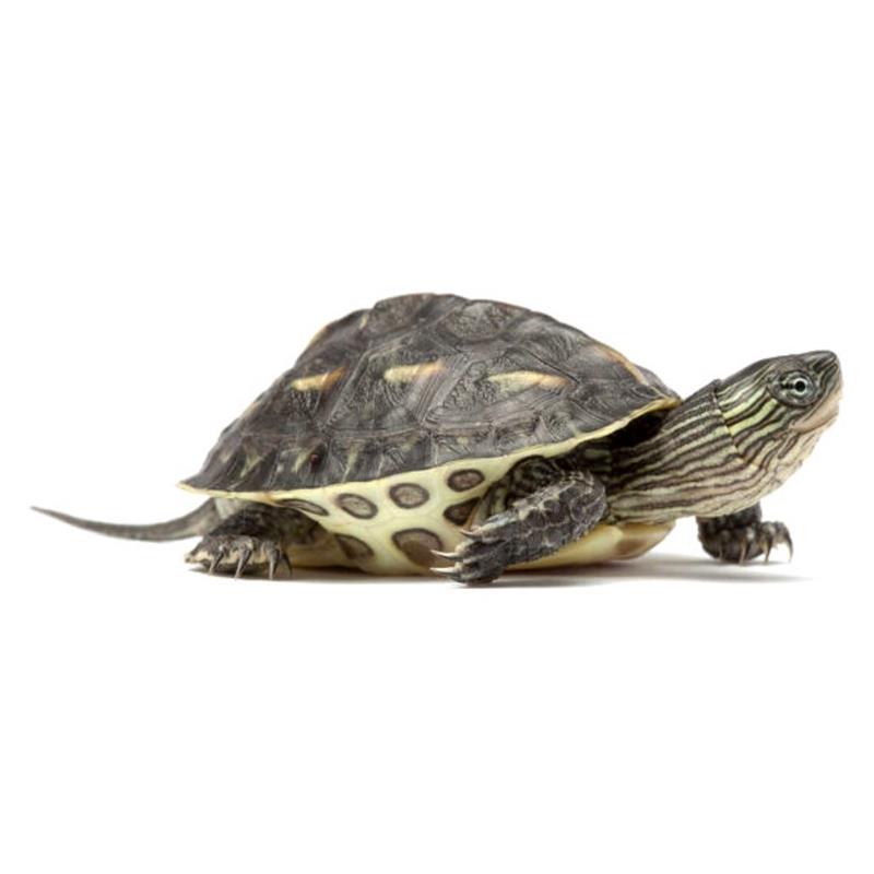 Broasca testoasa Ocadia sinensis (Chinese stripe-necked turtle) - imagine 4